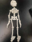 Articulating Skeleton - Large